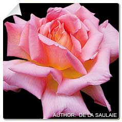 Roseira 'Tiffany'